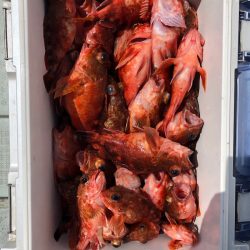 フィッシング キッタカ 釣果