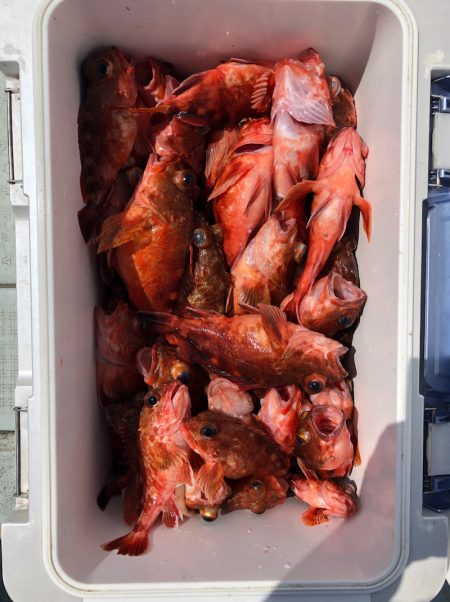 フィッシング キッタカ 釣果