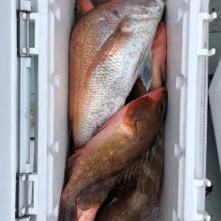 フィッシング キッタカ 釣果