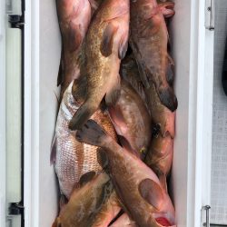 フィッシング キッタカ 釣果