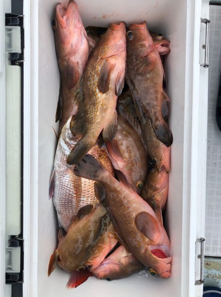 フィッシング キッタカ 釣果