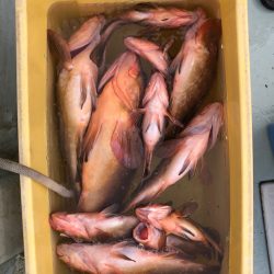 フィッシング キッタカ 釣果