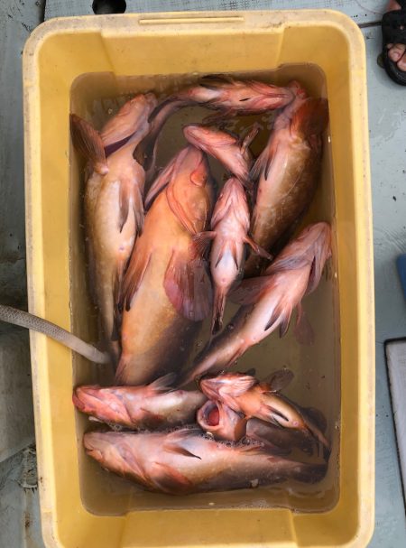 フィッシング キッタカ 釣果