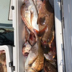 フィッシング キッタカ 釣果