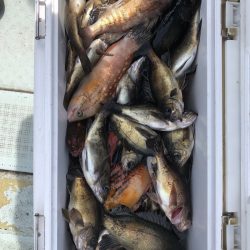 フィッシング キッタカ 釣果