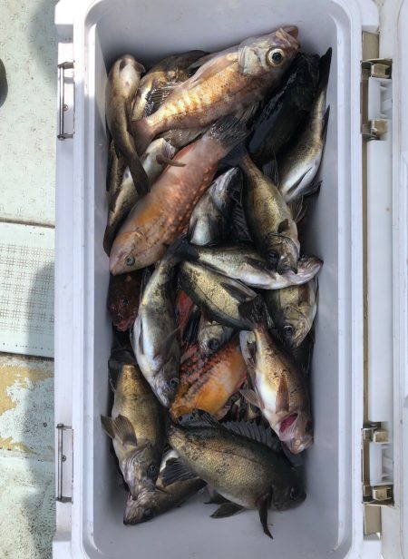 フィッシング キッタカ 釣果