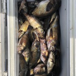 フィッシング キッタカ 釣果