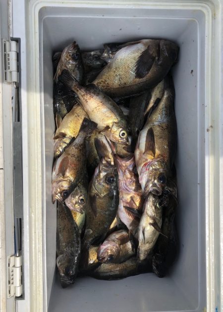 フィッシング キッタカ 釣果