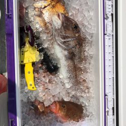 フィッシング キッタカ 釣果