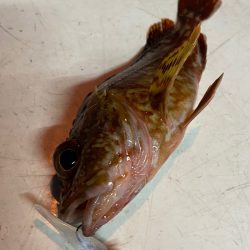 釣人家 釣果