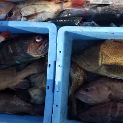 Big One ビッグワン 釣果