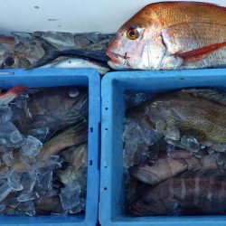 Big One ビッグワン 釣果