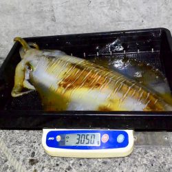 South Current 釣果