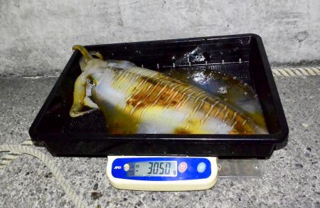 South Current 釣果