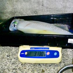 South Current 釣果