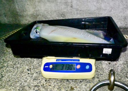 South Current 釣果