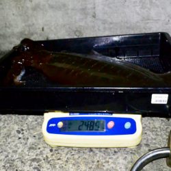 South Current 釣果