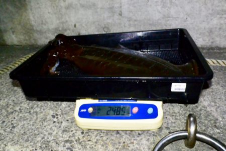 South Current 釣果