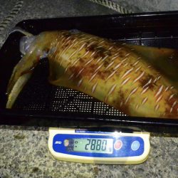 South Current 釣果