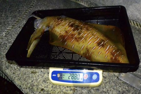 South Current 釣果