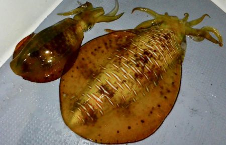 South Current 釣果