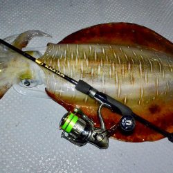 South Current 釣果