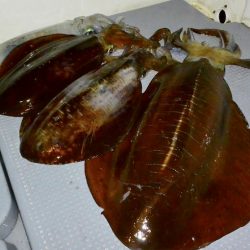 South Current 釣果