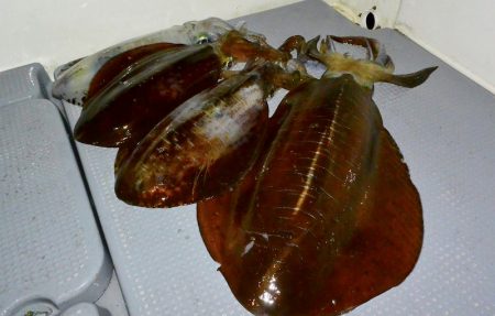 South Current 釣果