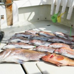 KIM Fishing Guide Service 釣果