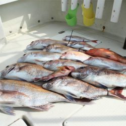 KIM Fishing Guide Service 釣果