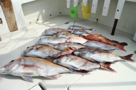 KIM Fishing Guide Ser…