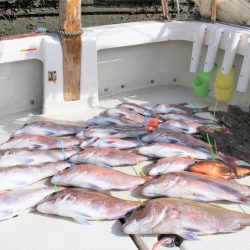 KIM Fishing Guide Service 釣果