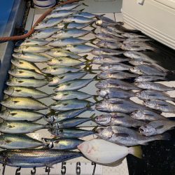 オーシャンスター(Ocean Star) 釣果