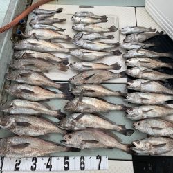 オーシャンスター(Ocean Star) 釣果