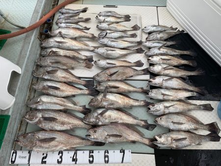 オーシャンスター(Ocean Star) 釣果