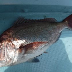 ＢｌｕｅＮｏｔｅ　Ｆｉｓｈｉｎｇ　Ｔａｘｉ 釣果