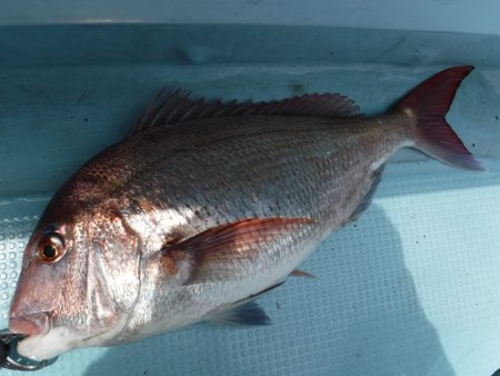 ＢｌｕｅＮｏｔｅ　Ｆｉｓｈｉｎｇ　Ｔａｘｉ 釣果