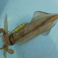 ＢｌｕｅＮｏｔｅ　Ｆｉｓｈｉｎｇ　Ｔａｘｉ 釣果