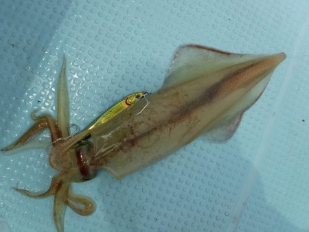 ＢｌｕｅＮｏｔｅ　Ｆｉｓｈｉｎｇ　Ｔａｘｉ 釣果