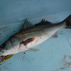 ＢｌｕｅＮｏｔｅ　Ｆｉｓｈｉｎｇ　Ｔａｘｉ 釣果