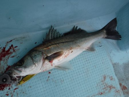 ＢｌｕｅＮｏｔｅ　Ｆｉｓｈｉｎｇ　Ｔａｘｉ 釣果