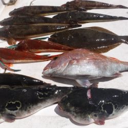 ＪＤＩ　Ｒａｃｉｎｇ　シールズマリンレジャー 釣果