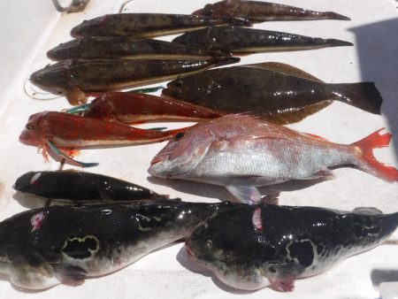 ＪＤＩ　Ｒａｃｉｎｇ　シールズマリンレジャ…