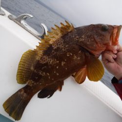 ＢｌｕｅＮｏｔｅ　Ｆｉｓｈｉｎｇ　Ｔａｘｉ 釣果