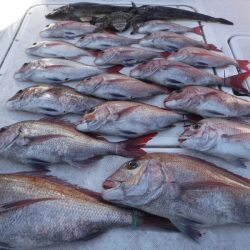 ＪＤＩ　Ｒａｃｉｎｇ　シールズマリンレジャー 釣果