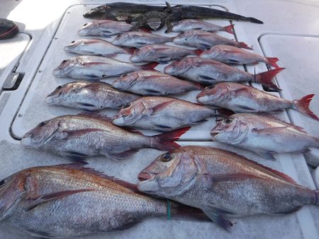 ＪＤＩ　Ｒａｃｉｎｇ　シールズマリンレジャー 釣果