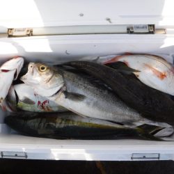 ＢｌｕｅＮｏｔｅ　Ｆｉｓｈｉｎｇ　Ｔａｘｉ 釣果