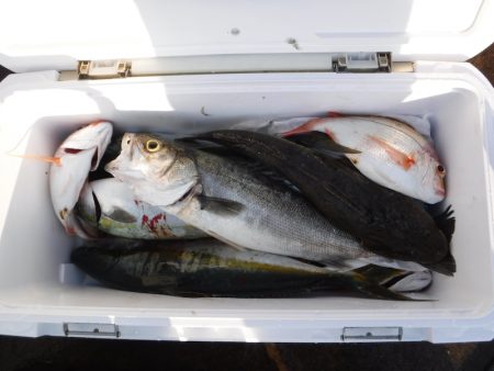 ＢｌｕｅＮｏｔｅ　Ｆｉｓｈｉｎｇ　Ｔａｘｉ 釣果