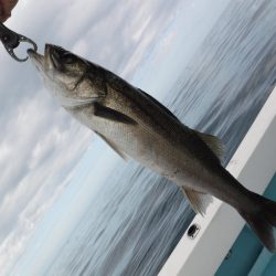 ＢｌｕｅＮｏｔｅ　Ｆｉｓｈｉｎｇ　Ｔａｘｉ 釣果