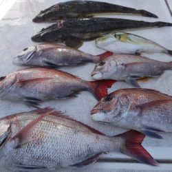 JDI Racing シールズマリンレジャー 釣果